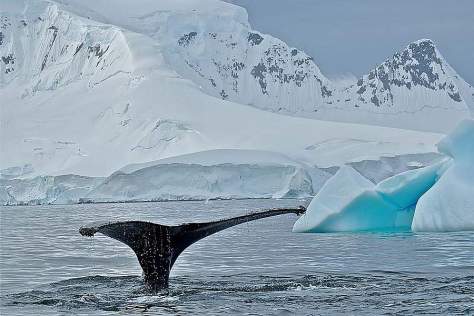 sp_whale_fluke__antarctica_1000x800_7076